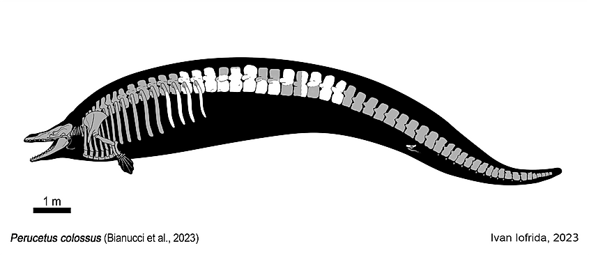 Skeletal drawing of Perucetus colossus.