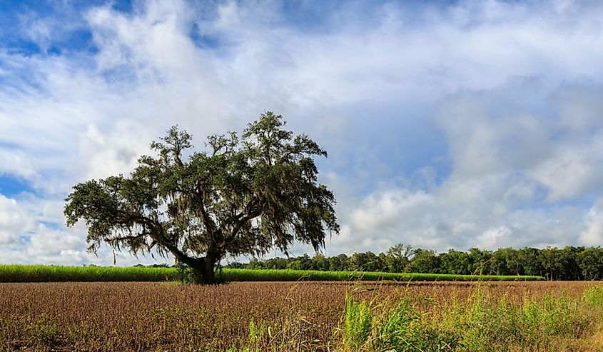 A sugar cane field in New Iberia, Louisiana.