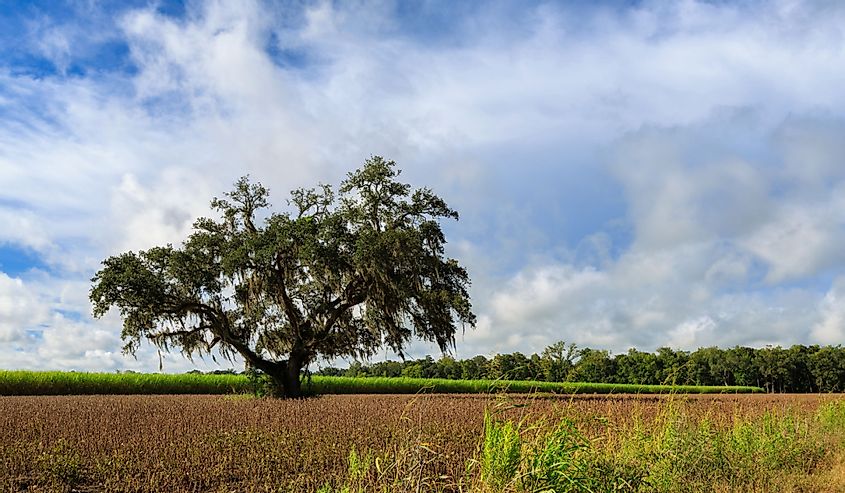 A lone tree sits in a sugar cane field in New Iberia, Louisiana