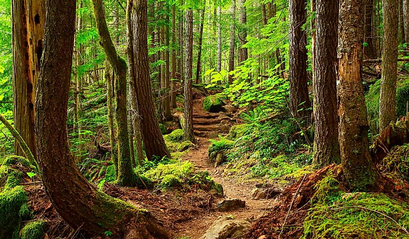 Pacific Northwest hiking trail