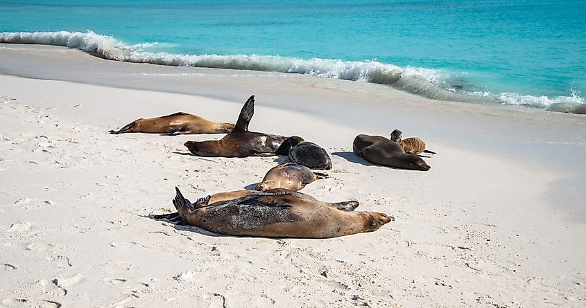 Sea Lions Resting on the Beach of Gardner Bay, Galapagos.
