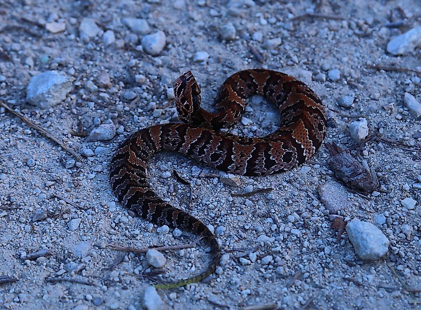 Venomous juvenile cottonmouth water moccasin in an aggressive stance