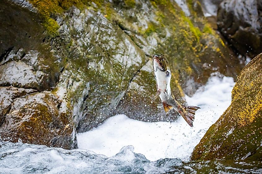 A powerful wild salmon is captured mid-air, leaping from the water as it instinctively heads upstream to its nesting area within Olympic National Park.
