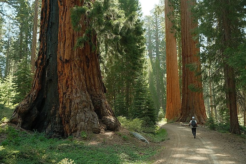 Ancient giant sequoia trees at Mariposa Grove in the Yosemite National Park