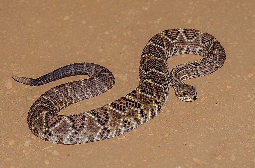 South American rattlesnake.