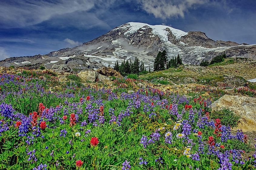 Mount Rainier and wildflowers