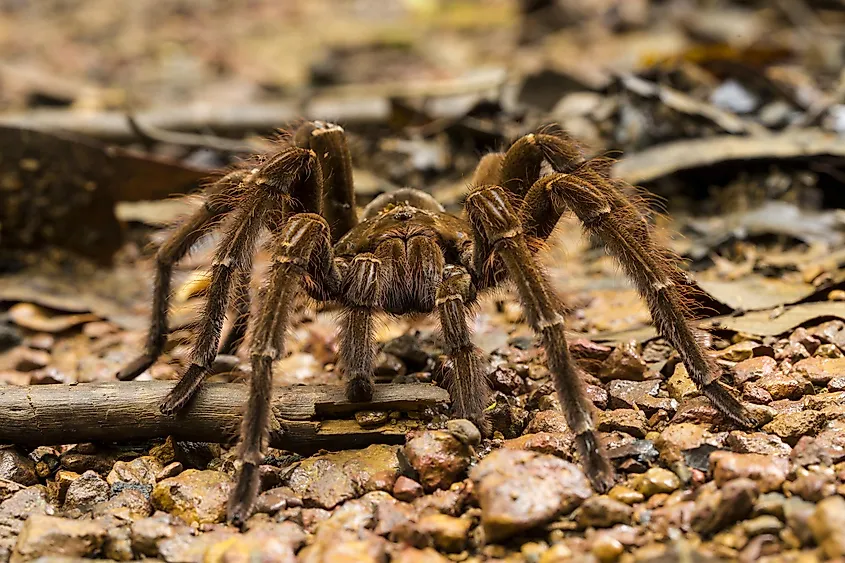 A Goliath bird-eating spider, Theraphosa blondi.