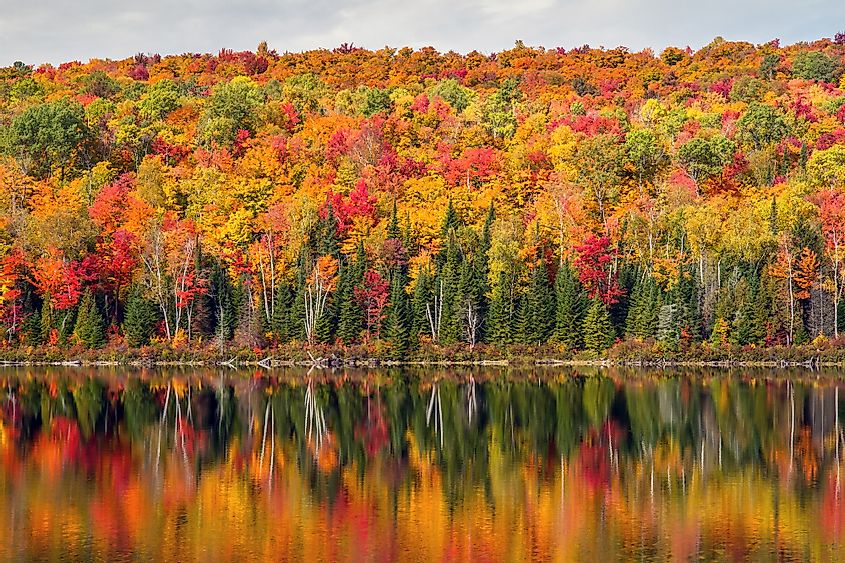 Autumn colors in Canada's forests