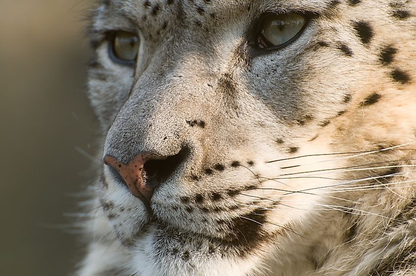 A close-up of a snow leopard's face showing the markings and facial features used to identify the species.
