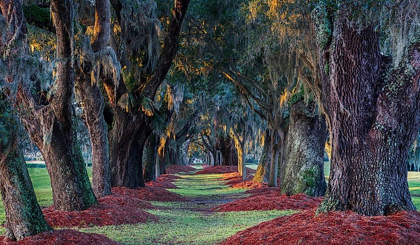 Live southern oak trees at Avenue of the Oaks near the entrance to the Lodge At Sea Island Golf Club