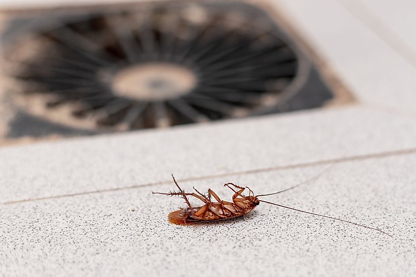 Striking close-up image of a dead cockroach