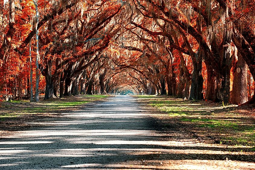 Oak Tree Tunnel In SC