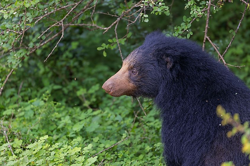 Sri Lankan Sloth Bear (Melursus ursinus inornatus) in Yala National Park, Sri Lanka