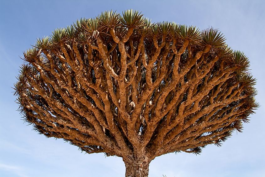 Dragon's Blood Tree at the island of Socotra, Yemen.