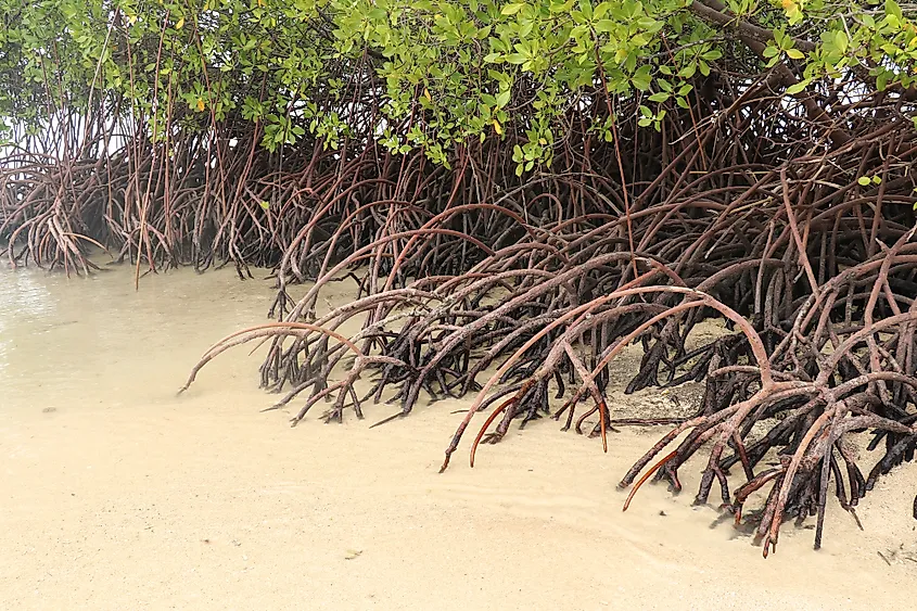 mangrove tree roots