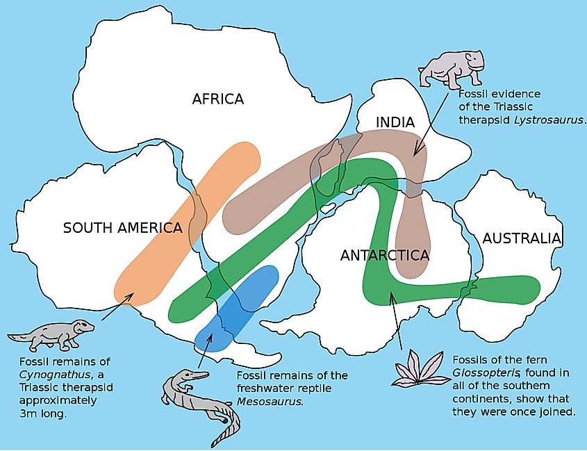 The distribution of fossils across the continents is one line of evidence pointing to the existence of Pangaea, via Osvaldocangaspadilla