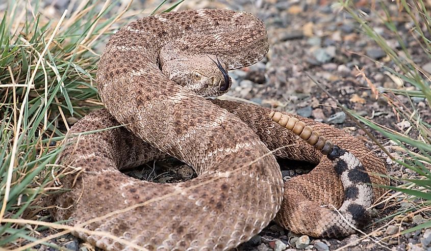 Western diamondback rattlesnake