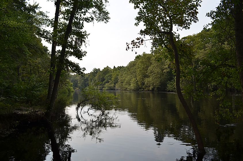 Edisto River at high water, Canadays State Park, SC
