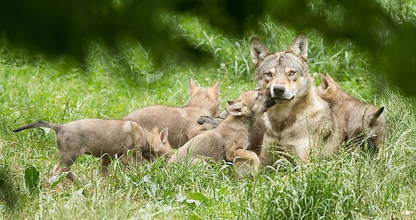 Gray wolf parent and pups.