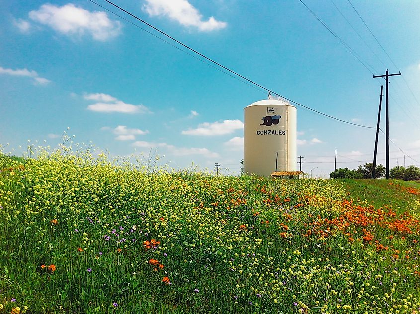 Wildflowers growing in Gonzales, Texas, in summer.