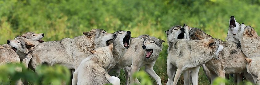 A pack of gray wolves in the forest.