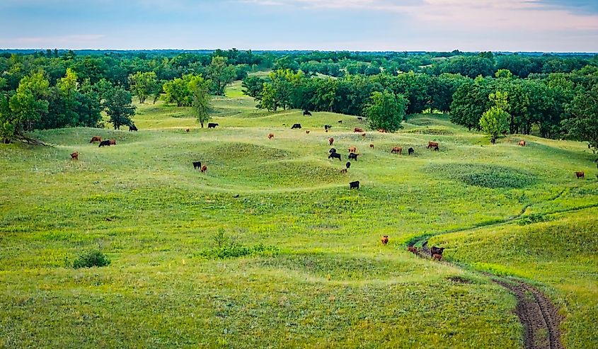An expansive aerial view captures cattle grazing and feeding across the vast, undulating landscapes of the Sheyenne National Grassland in North Dakota.