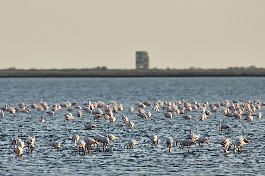 Flamingos in the Evros River.