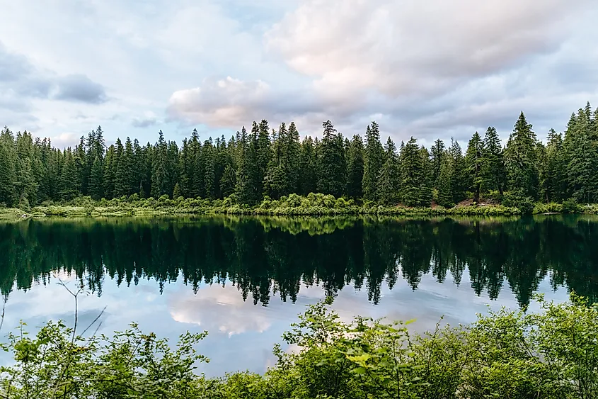 Clear Lake in the Willamette National Forest
