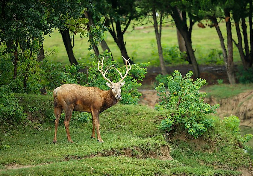 An elk in the Elk State Forest, Pennsylvania.