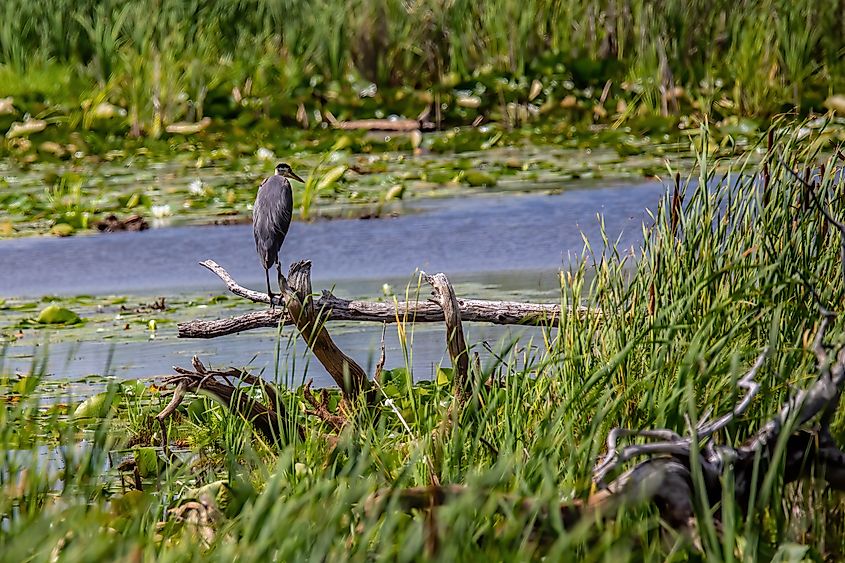 Great blue heron in the Sherburne National Wildlife Refuge near Becker, Minnesota. 
