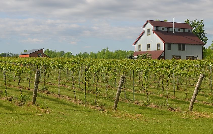 Some vines at the Isle La Motte Vineyard. Photo credit: Isle La Motte Vineyard.