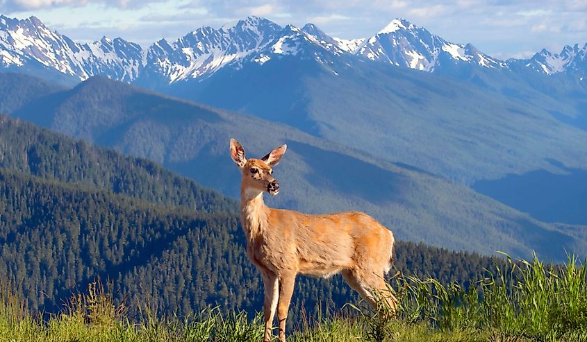 Scenic landscape view with a deer stood regally in grass in front of the Olympic Mountain range in Washington State and its snowed capped peaks on a sunny day with fluffy clouds in the sky