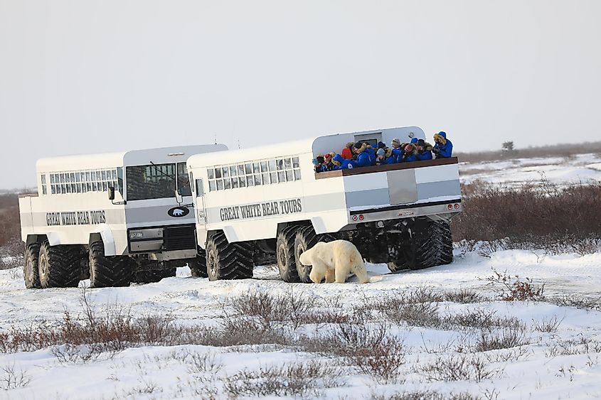 Тундровые багги обеспечивают транспорт для безопасного наблюдения за белыми медведями. 