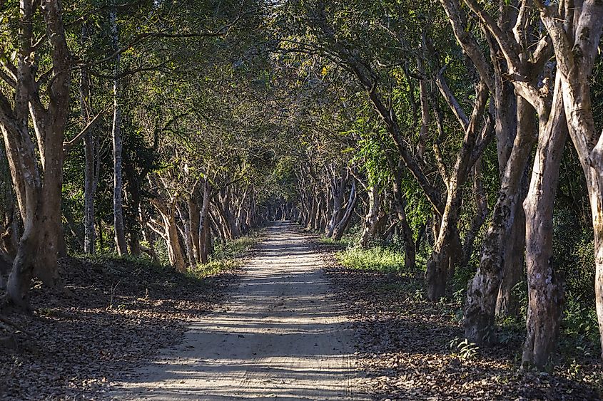 Kaziranga National Park forest