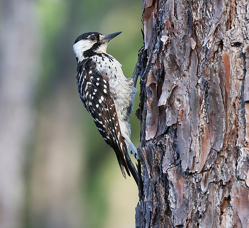 Female Red Cockaded Woodpecker