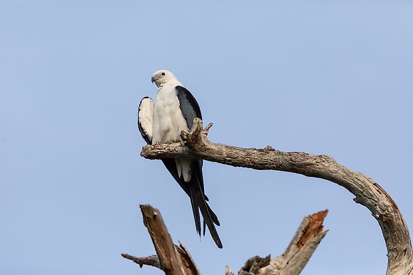 White and grey male swallow-tailed kite.