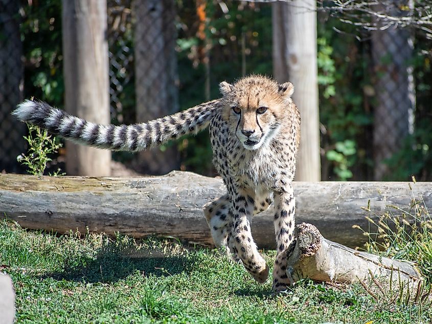The rare Asiatic cheetah has lighter coloring than African cheetahs.