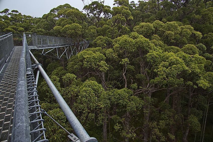 Tree Top Walk in Valley of the Giants in the Walpole-Nornalup National Park, Western Australia, Australia.