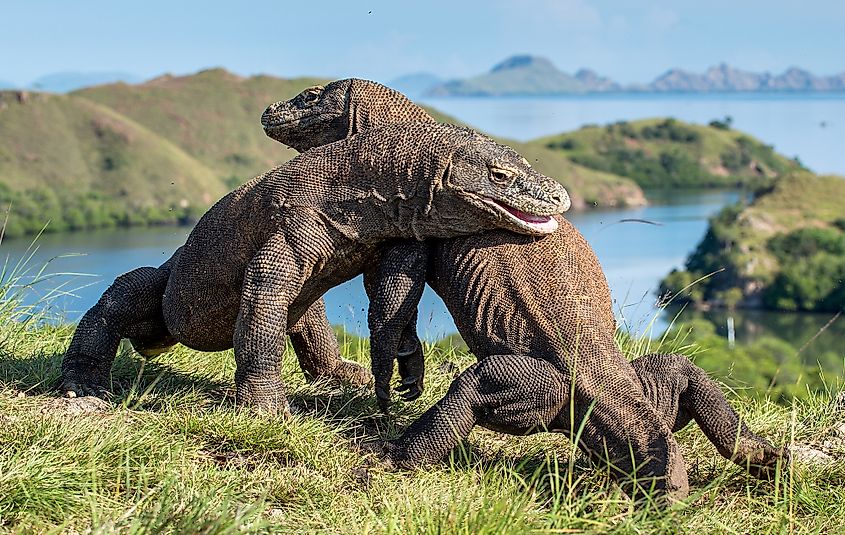 Komodo dragon