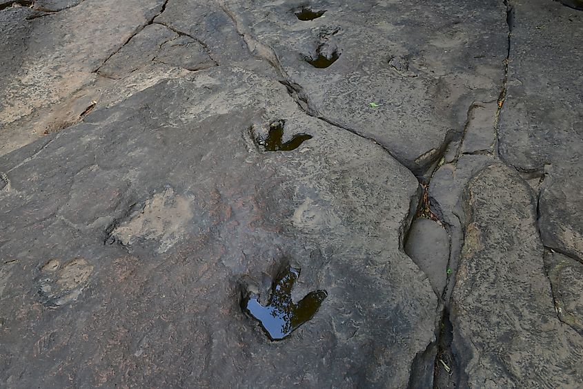 Dinosaur footprints in Holyoke, Massachusetts.