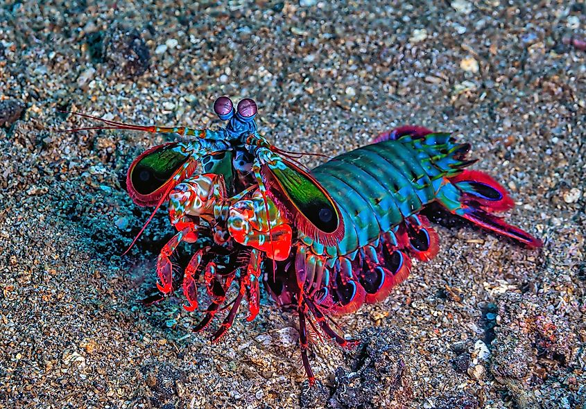 Mantis Shrimp (1)