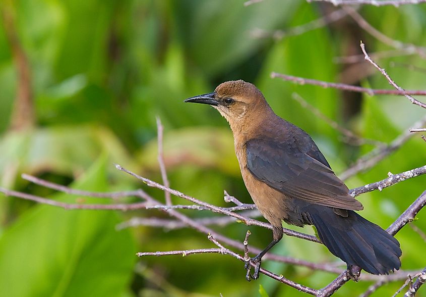 Boynton Beach bird