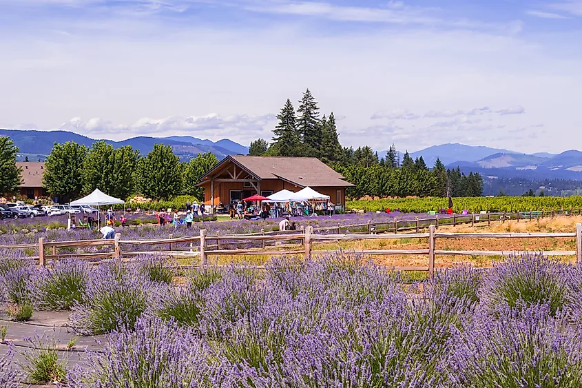 Lavender farms in Hood River, Oregon.