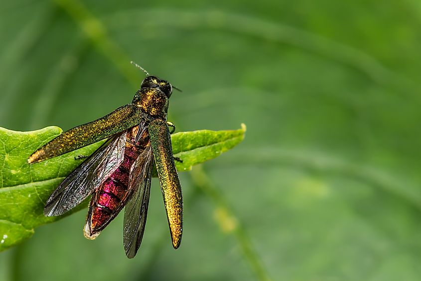 Emerald Ash Borer - Agrilus planipennis