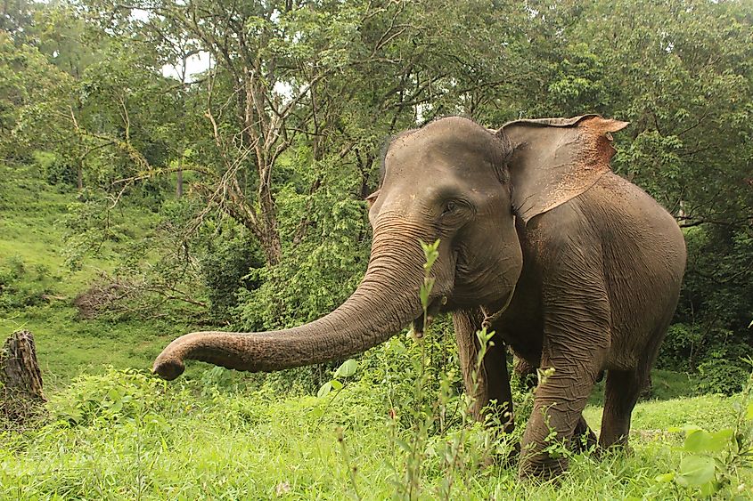 The Sumatran elephant (Elephas maximus sumatranus) is a subspecies of Asian elephant found only on the island of Sumatra.