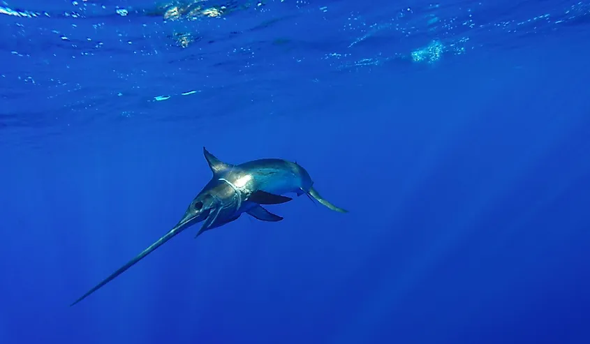 Swordfish underwater.