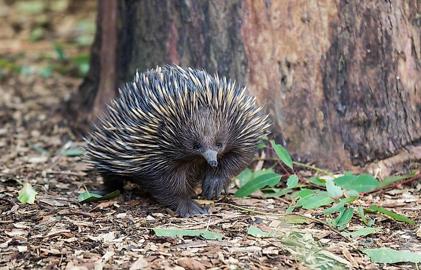 An echidna moving on the ground.