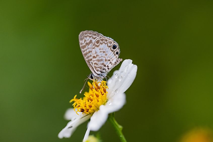 A beautiful Miami blue butterfly.