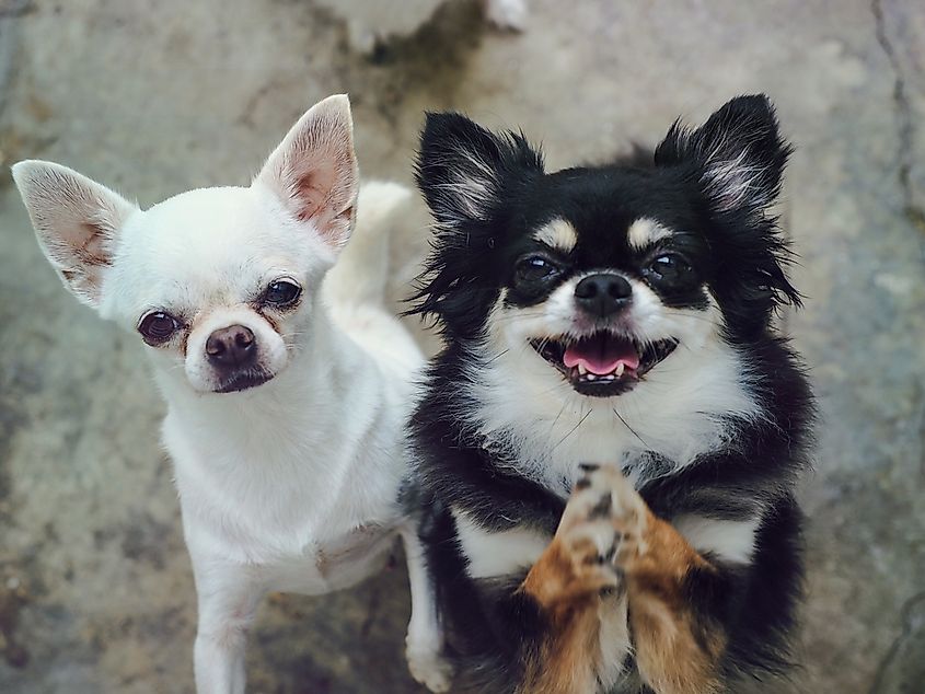 Long and short haired chihuahuas.