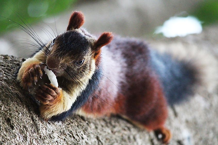 Malabar giant squirrel